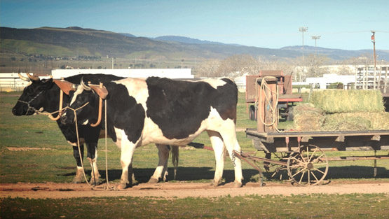 Learn About Lane Ranch